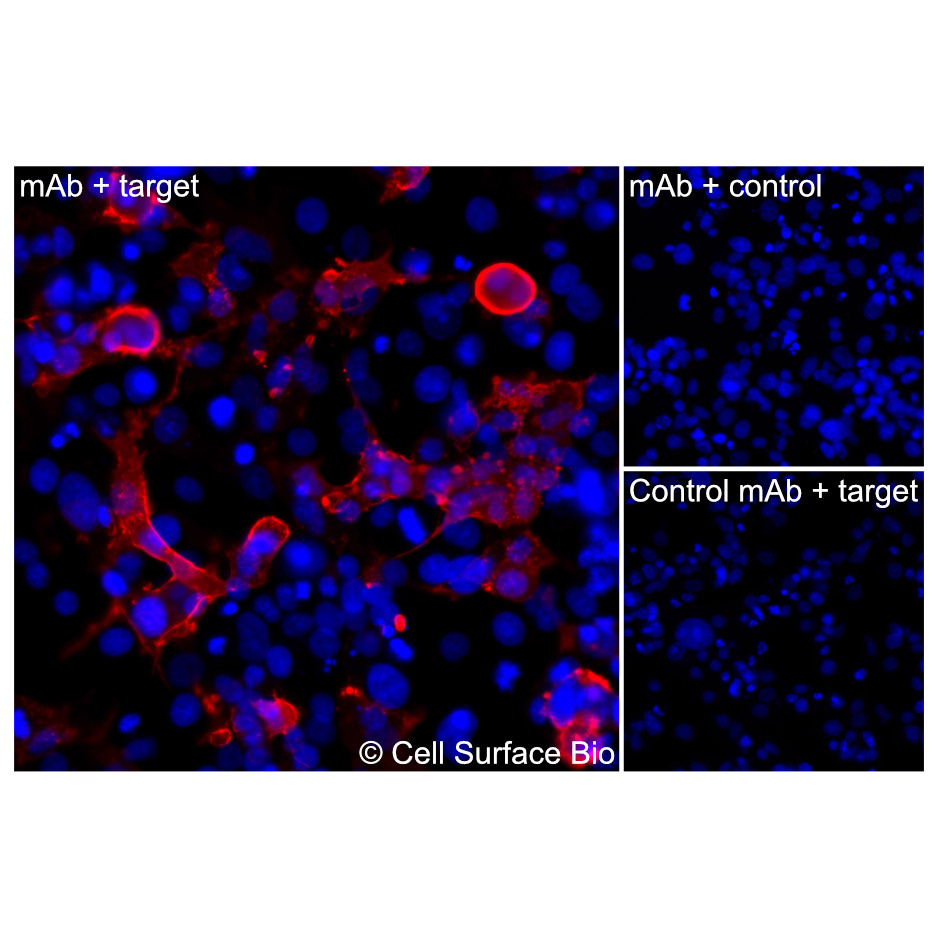 CD31 MAb - CSB0021 - Cell Surface Bio